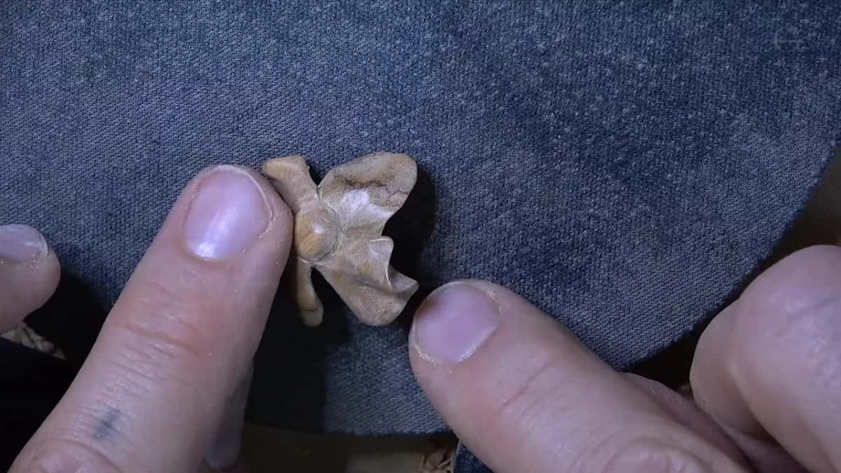 Held against dark cloth, the second flower's petals curl and flip around a round center